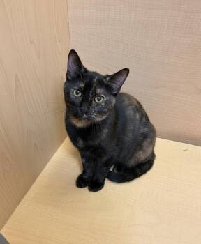 Rescue Tortoiseshell and Domestic Short Hair Cats for Adoption - Goldie - 6 Mos Old | PetCurious
