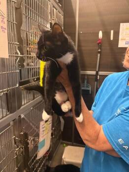Lila -  Domestic Short Hair Cat for Adoption in Breinigsville, Pennsylvania - Lila | PetCurious