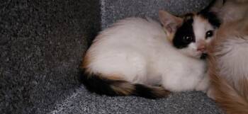 S-1821-25 -  Domestic Short Hair Cat for Adoption in Henderson, North Carolina - S-1821-25 | PetCurious