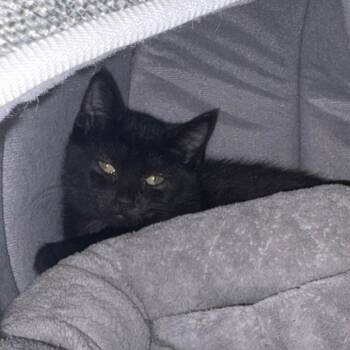 Frankie -  Domestic Short Hair Cat for Adoption in Brockton, Massachusetts - Frankie | PetCurious