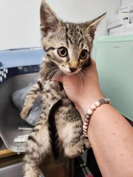 Rescue Domestic Short Hair Cats for Adoption in Republic, Missouri - Nicky | PetCurious