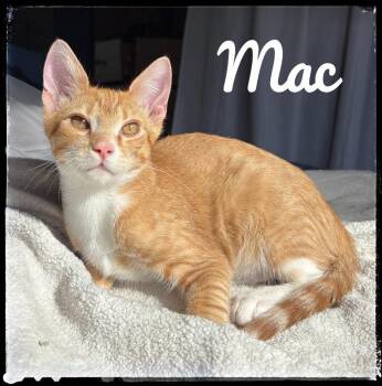 Mac -  Domestic Short Hair Cat for Adoption in El Cajon, California - Mac | PetCurious