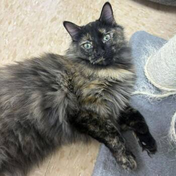 Domestic Long Hair Cats Available for Adoption in Rushville, Illinois - Poppy | PetCurious