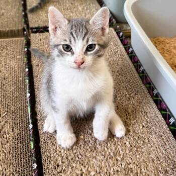 Donkey -  Domestic Short Hair Cat for Adoption in Las Vegas, Nevada - Donkey | PetCurious