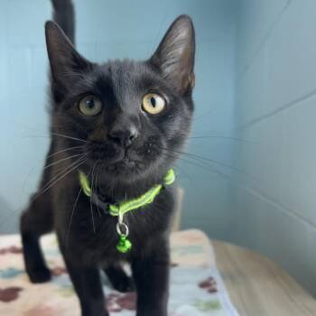 Jupiter -  Domestic Short Hair Cat for Adoption in Chesapeake, Virginia - Jupiter | PetCurious