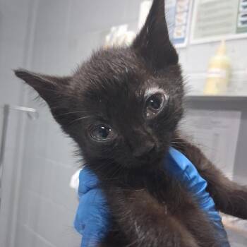 Baba -  Domestic Short Hair Cat for Adoption in Summerville, South Carolina - Baba | PetCurious