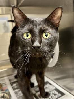 Ender Dragon -  Domestic Short Hair Cat for Adoption in Wichita, Kansas - Ender Dragon | PetCurious