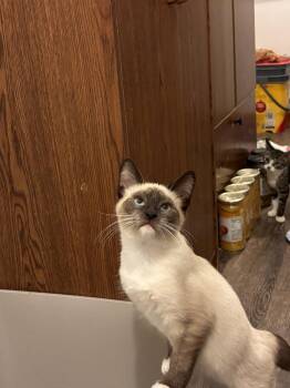Syd -  Domestic Short Hair Cat for Adoption in Plymouth, Michigan - Syd | PetCurious
