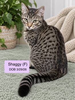 Shaggy -  Domestic Short Hair and Tabby Cat for Adoption in Vacaville, California - Shaggy | PetCurious