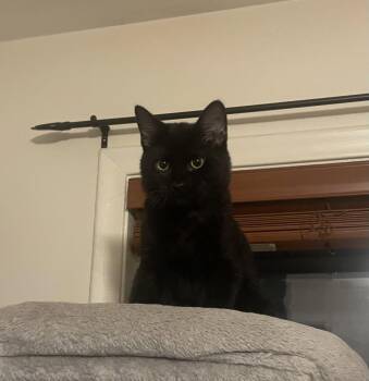 Jeti -  Domestic Short Hair Cat for Adoption in Walled Lake, Michigan - Jeti | PetCurious
