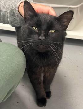 Rescue Domestic Medium Hair Cats for Adoption in Johnston, Rhode Island - Blackie | PetCurious