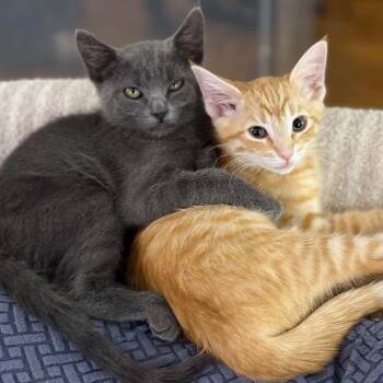 BFFs Poppy & Pebbles -  Russian Blue and Domestic Short Hair Cat for Adoption in Yorba Linda, California - BFFs Poppy & Pebbles | PetCurious