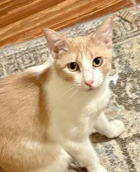 Domestic Short Hair Cats Available for Adoption in Schertz, Texas - Storm HL | PetCurious