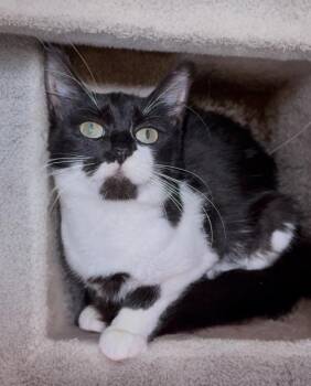 Domestic Short Hair Cats Available for Adoption - Pepsi | PetCurious