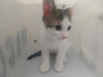 Squid -  Domestic Short Hair Cat for Adoption - Squid | PetCurious