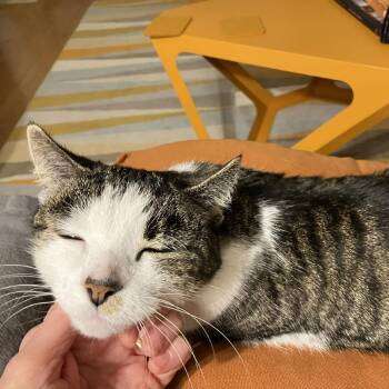 Darwin -  Domestic Short Hair Cat for Adoption in Philadelphia, Pennsylvania - Darwin | PetCurious