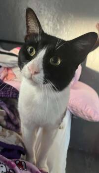 Charley -  Domestic Short Hair Cat for Adoption in Humble, Texas - Charley | PetCurious