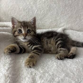 Domestic Short Hair Cats Available for Adoption - Lulu | PetCurious