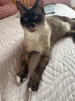 Rescue Domestic Short Hair Cats for Adoption in Denver, Colorado - Mr. Pink | PetCurious