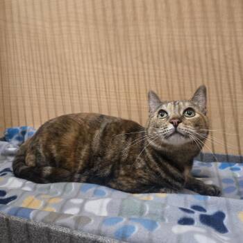 Rosie -  Domestic Short Hair Cat for Adoption in Warr Acres, Oklahoma - Rosie | PetCurious