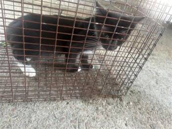 Rescue Domestic Short Hair Cats for Adoption in Houston, Texas - A639006 | PetCurious