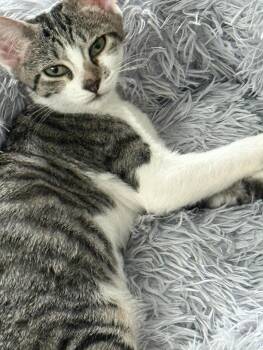 Rescue Domestic Short Hair Cats for Adoption in Maitland, Florida - Dora | PetCurious