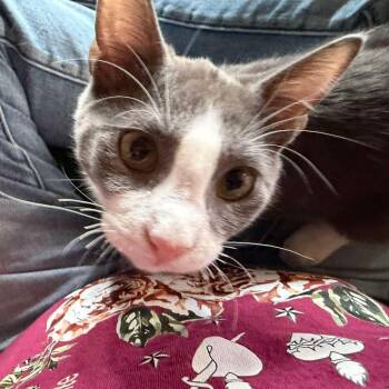Sir Richard -  Domestic Short Hair Cat Available for Adoption in New Braunfels, Texas - Sir Richard | PetCurious