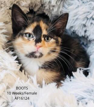 Boots -  Domestic Short Hair Cat for Adoption - Boots | PetCurious