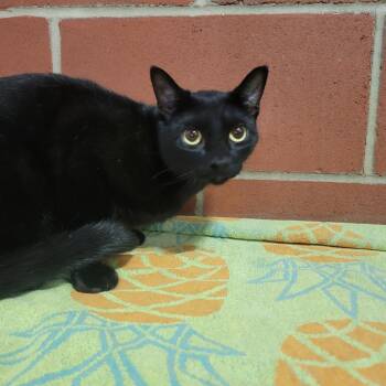 Domestic Short Hair Cats Available for Adoption in Cabot, Arkansas - Chuck | PetCurious