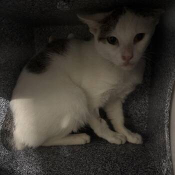 Domestic Short Hair Cats Available for Adoption in Pauls Valley, Oklahoma - Laz | PetCurious