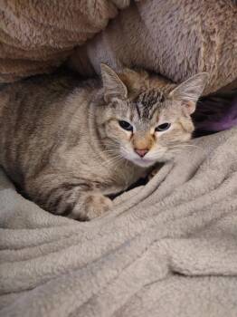 Siamese Cats Available for Adoption - Ethel | PetCurious