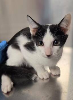 Ronnie -  Domestic Short Hair Cat for Adoption in Fresno, California - Ronnie | PetCurious