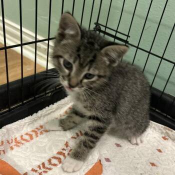 Wombo -  Domestic Short Hair Cat for Adoption in Leander, Texas - Wombo | PetCurious