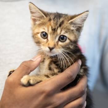 REMI-30815 -  Domestic Short Hair Cat for Adoption in Memphis, Tennessee - REMI-30815 | PetCurious