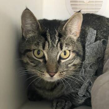 Lucas -  Domestic Medium Hair Cat for Adoption in Prescott, Arizona - Lucas | PetCurious