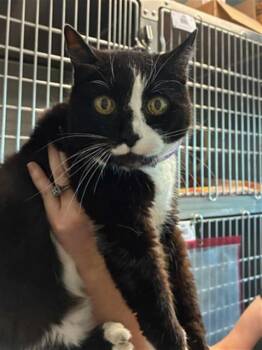 DENISE -  Domestic Short Hair Cat for Adoption in Brunswick, Georgia - DENISE | PetCurious
