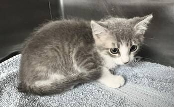 ROMEO -  Domestic Short Hair Cat for Adoption in Norco, California - ROMEO | PetCurious