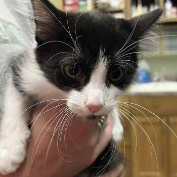 MR. BUBBLES -  Domestic Short Hair Cat for Adoption in Kyle, Texas - MR. BUBBLES | PetCurious