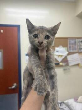 Daffodil -  Domestic Short Hair Cat for Adoption in Charleston, South Carolina - Daffodil | PetCurious