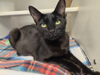 Morticia -  Domestic Short Hair Cat for Adoption in Bellingham, Washington - Morticia | PetCurious