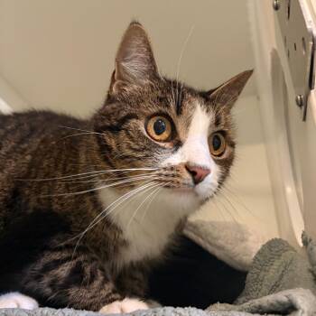 Mosey -  Domestic Short Hair Cat for Adoption in South Burlington, Vermont - Mosey | PetCurious