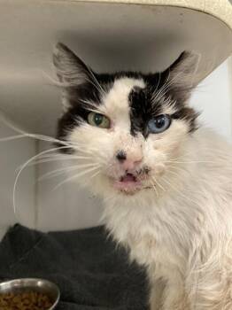 PORKRIND -  Domestic Short Hair Cat for Adoption in Long Beach, California - PORKRIND | PetCurious