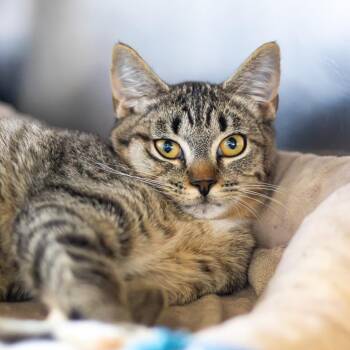 Lemon -  Domestic Short Hair Cat for Adoption - Lemon | PetCurious