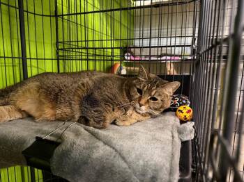 Domestic Short Hair Cats Available for Adoption in Lancaster, Pennsylvania - Freya | PetCurious