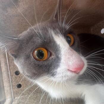 Tru-moo -  Domestic Short Hair Cat for Adoption in Philadelphia, Pennsylvania - Tru-moo | PetCurious
