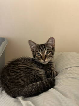 Rescue Tabby Cats for Adoption in Hopewell, Virginia - Charley Jr. | PetCurious