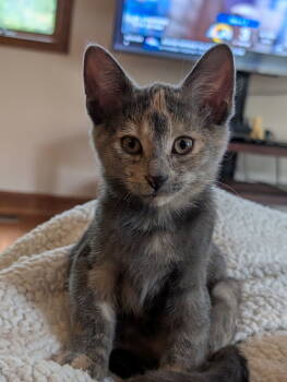 Rescue Domestic Short Hair Cats for Adoption in Reston, Virginia - Ember | PetCurious