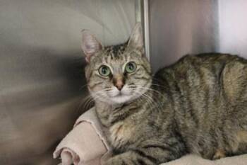 Domestic Short Hair Cats Available for Adoption in Kansas City, Missouri - Millie | PetCurious