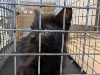 BRAM -  Domestic Short Hair Cat for Adoption in Kent, Washington - BRAM | PetCurious