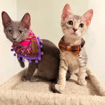 Nick and Sheba -  Russian Blue and Domestic Short Hair Cat for Adoption in Coral Gables, Florida - Nick And Sheba | PetCurious